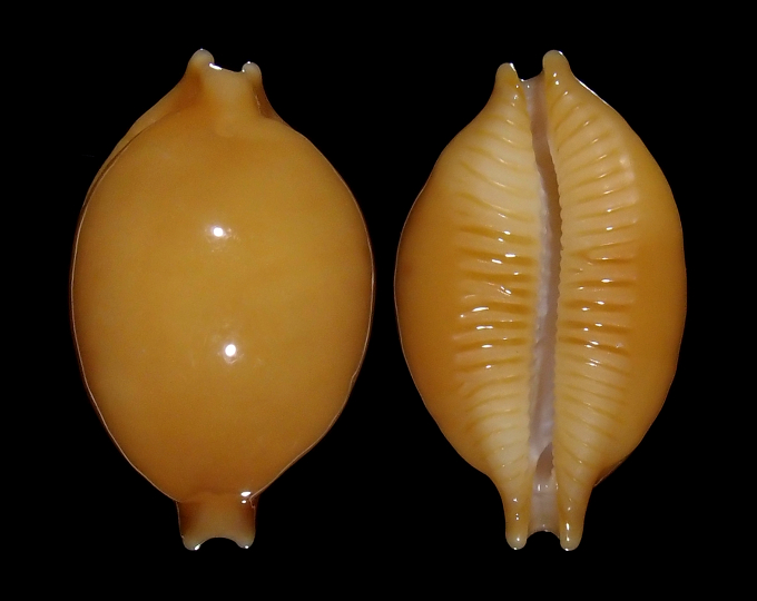 Image of Pustularia globulus globulus