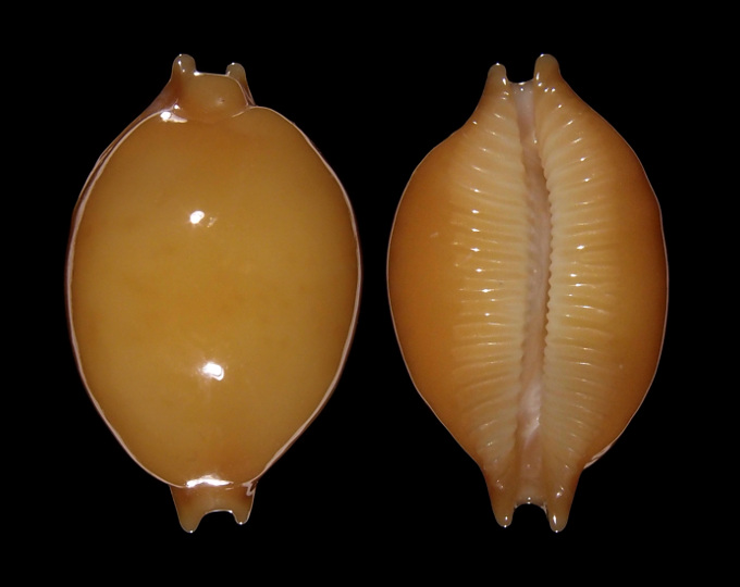 Picture of Pustularia globulus globulus