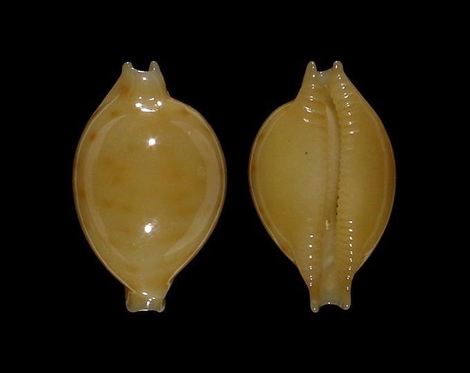 Pustularia marerubra - Lorenz, 2009 Im190-2-18