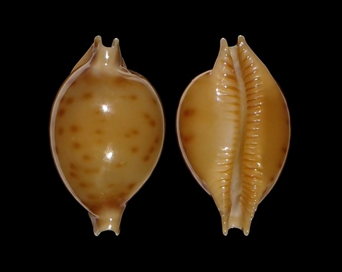 Image of Pustularia marerubra