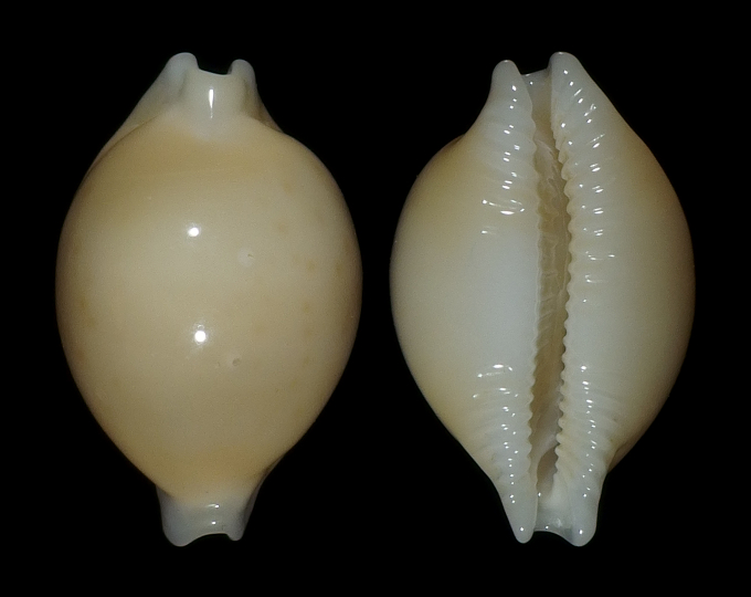 Image of Pustularia globulus brevirostris var. grisgris