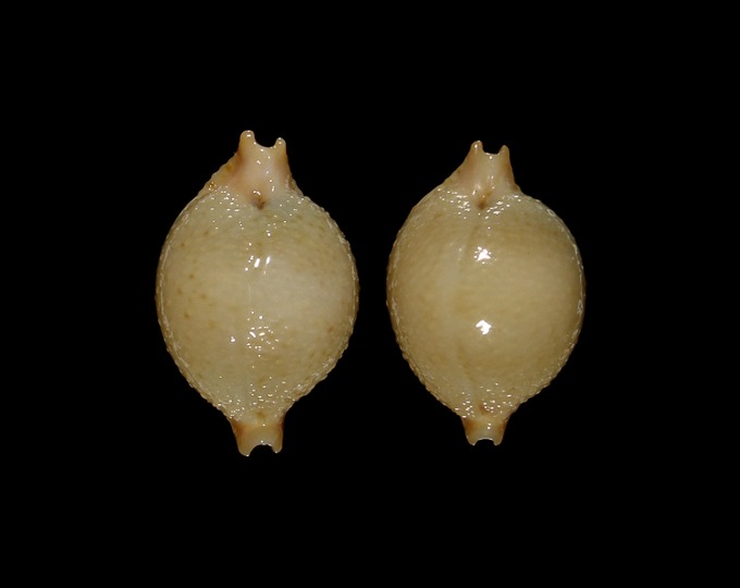 Picture of Pustularia cicercula cicercula
