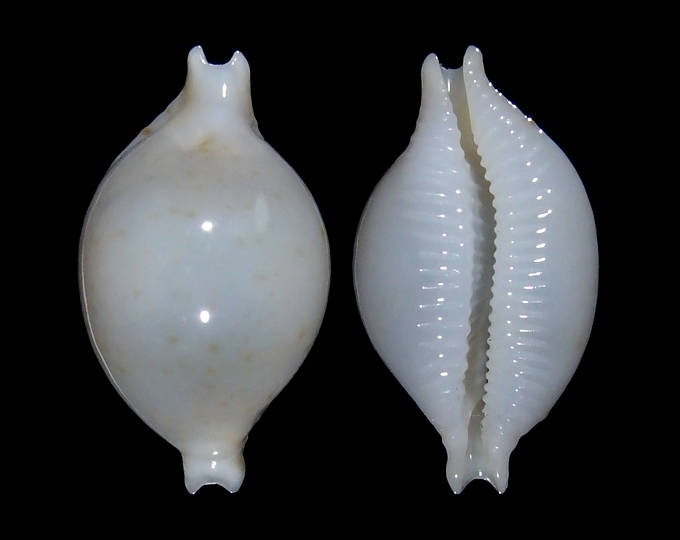 Image of Pustularia cicercula tuamotensis