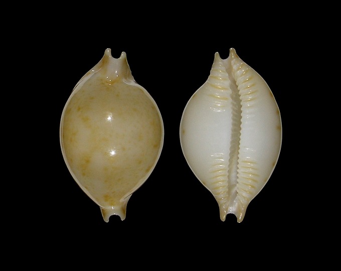 Picture of Pustularia margarita 