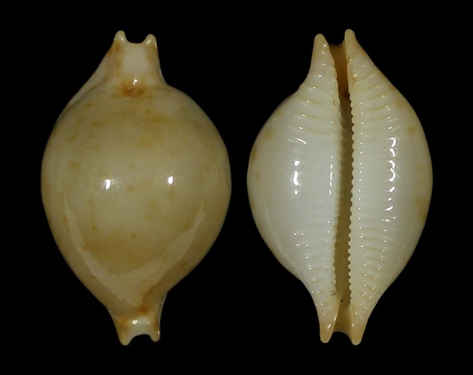 Picture of Pustularia margarita