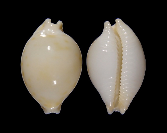 Picture of Pustularia mauiensis mauiensis