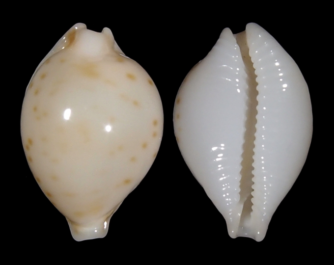 Image of Pustularia mauiensis mauiensis