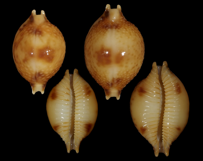 Picture of Pustularia bistrinotata bistrinotata f. samarensis Picture of Pustularia bistrinotata bistrinotata f. samarensis