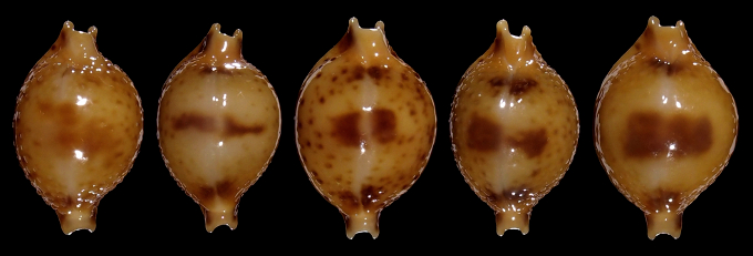 Image of Pustularia bistrinotata bistrinotata f. samarensis