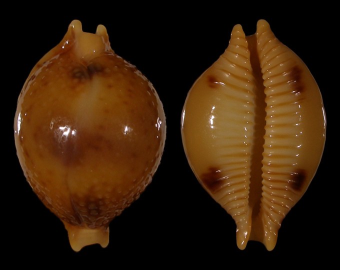 Image of Pustularia bistrinotata bistrinotata f. samarensis