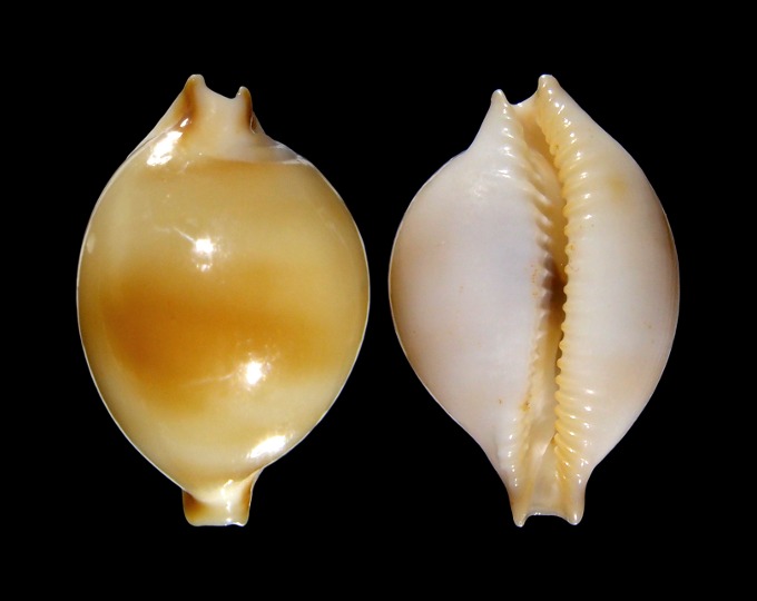 Picture of Pustularia bistrinotata f. jandeprezi