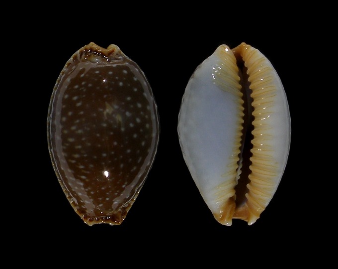 Picture of Staphylaea semiplota 