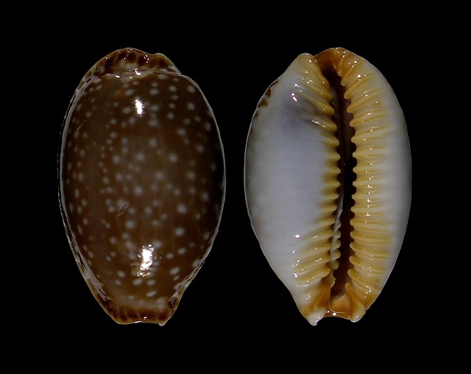 Picture of Staphylaea semiplota 