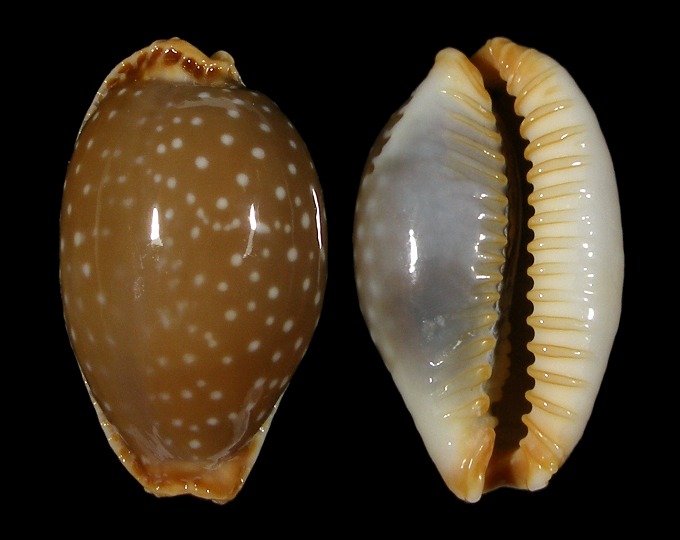 Picture of Staphylaea semiplota