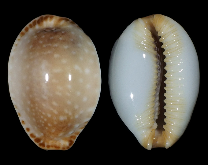 Image of Staphylaea semiplota f. annae