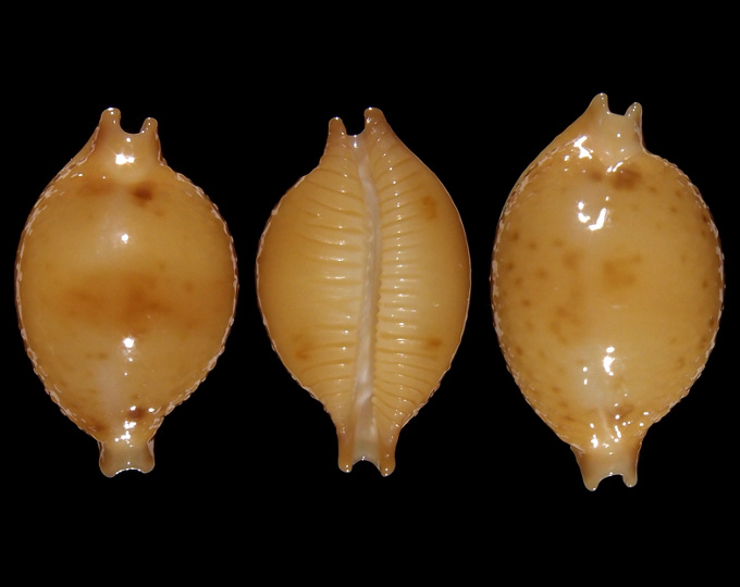 Image of Pustularia bistrinotata mediocris