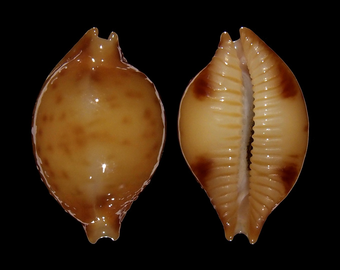 Image of Pustularia bistrinotata sublaevis