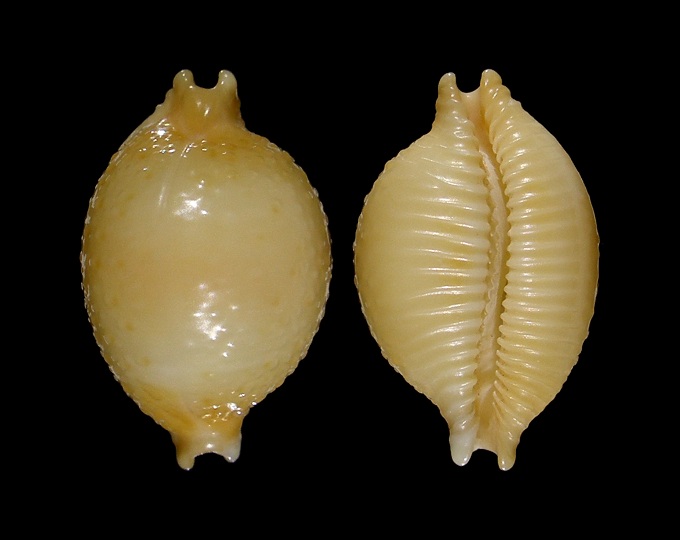 Picture of Pustularia chiapponii Picture of Pustularia chiapponii