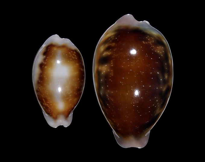 Image of Neobernaya spadicea 