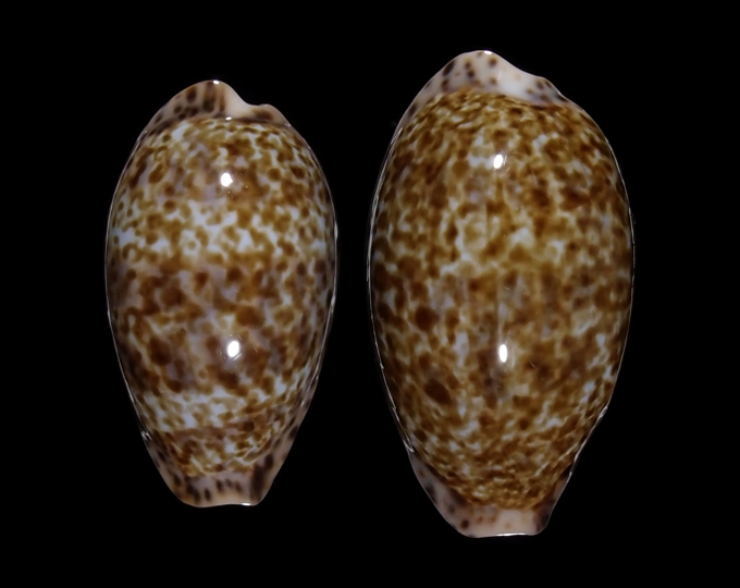 Picture of Pseudozonaria annettae Picture of Pseudozonaria annettae