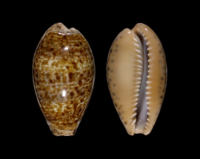 Picture of Pseudozonaria annettae 