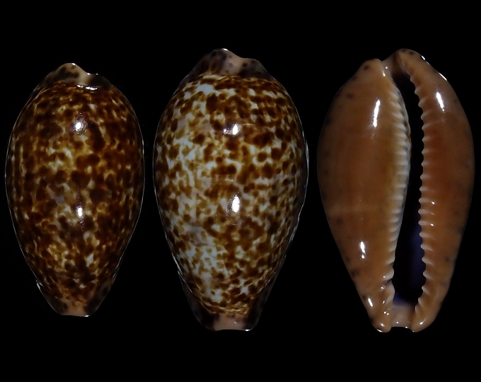 Image of Pseudozonaria annettae 