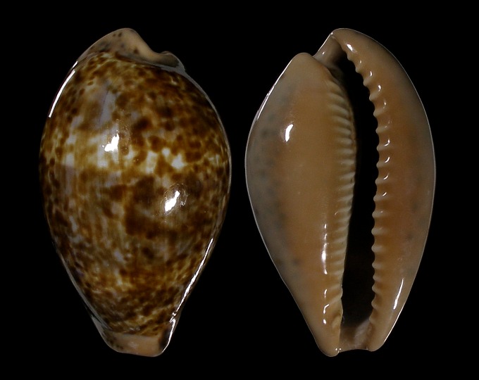 Picture of Pseudozonaria annettae