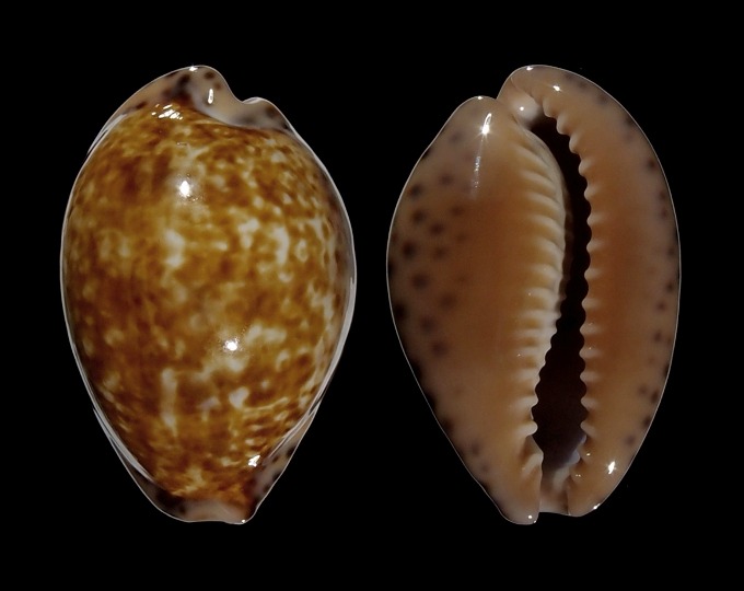 Image of Pseudozonaria aequinoctialis 