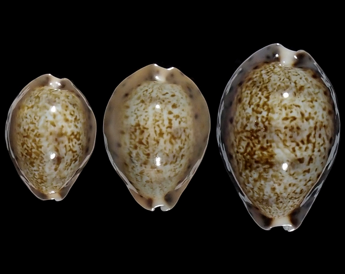 Image of Pseudozonaria robertsi 