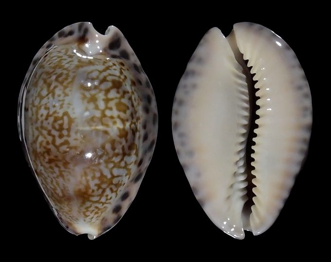 Image of Pseudozonaria arabicula 