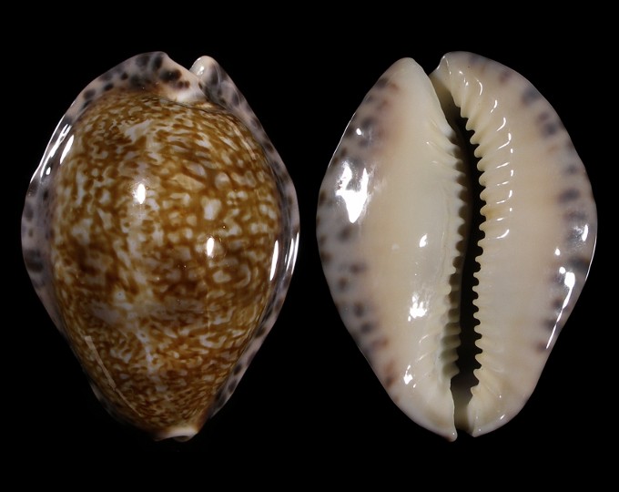 Image of Pseudozonaria arabicula