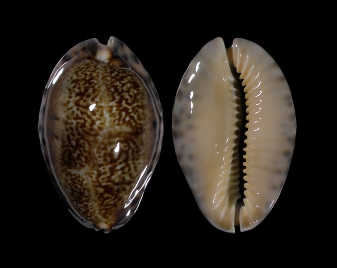 Picture of Pseudozonaria arabicula