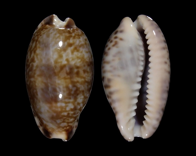 Picture of Pseudozonaria nigropunctata 