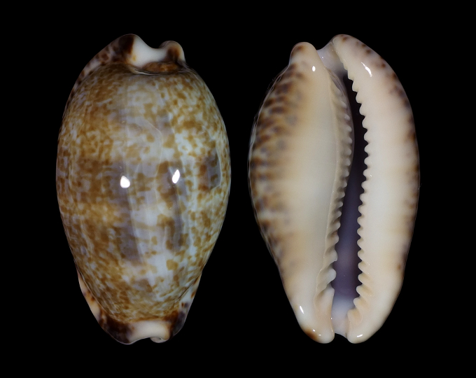 Picture of Pseudozonaria nigropunctata Picture of Pseudozonaria nigropunctata