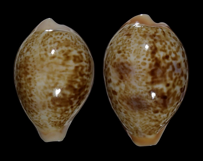 Image of Schilderia achatidea achatidea