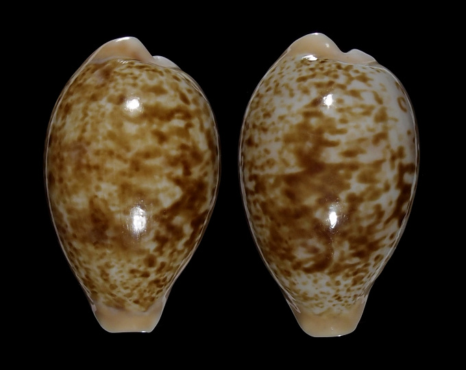 Image of Schilderia achatidea inopinata