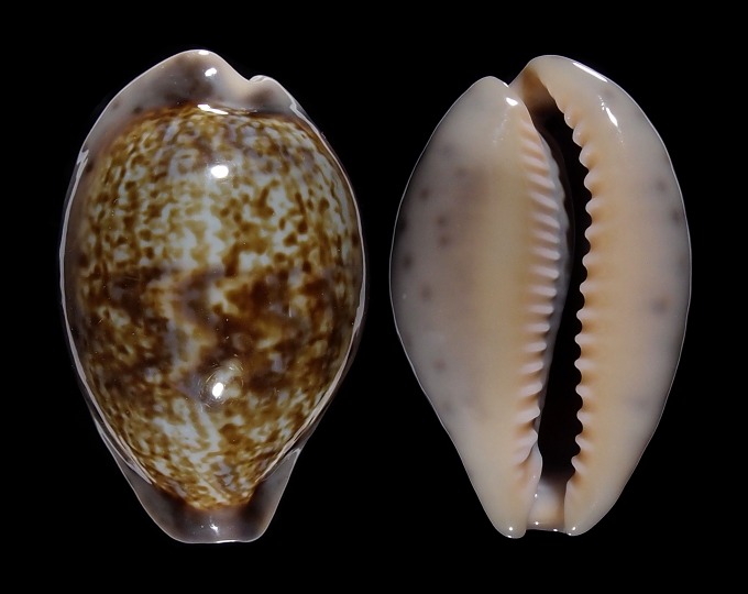Image of Zonaria zonaria var.