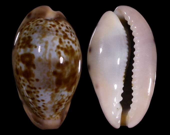 Picture of zonaria picta