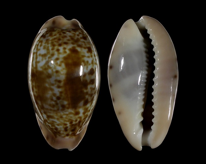 Picture of Zonaria picta
