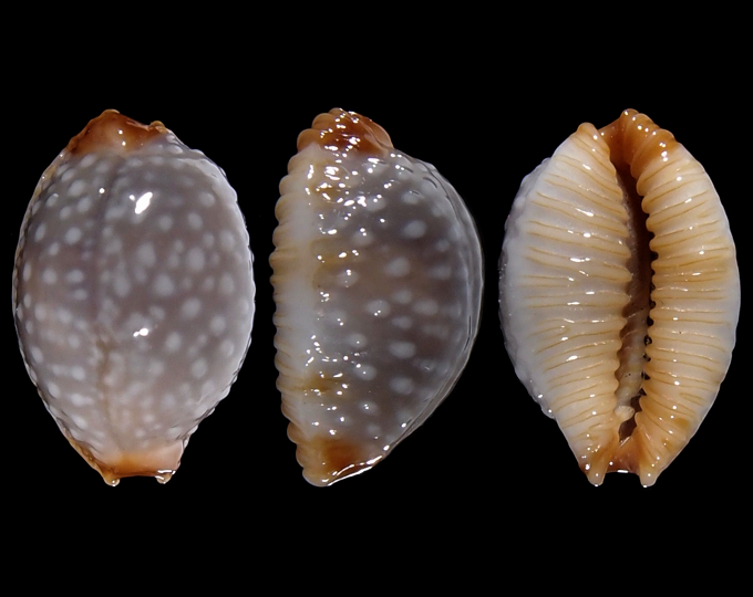 Image of Staphylaea staphylaea consobrina