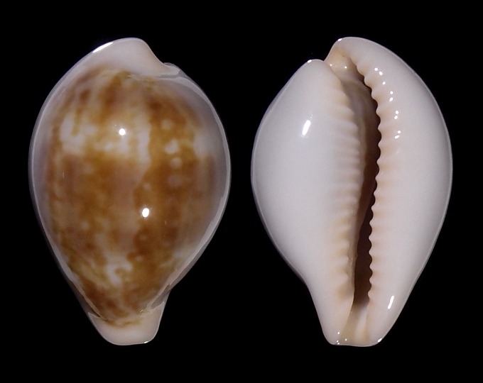 Image of Zonaria angelicae 