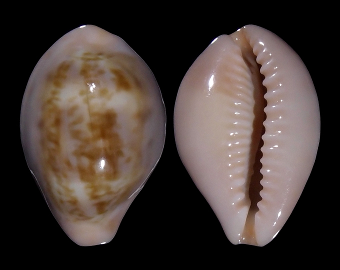 Image of Zonaria angelicae f. petiformis