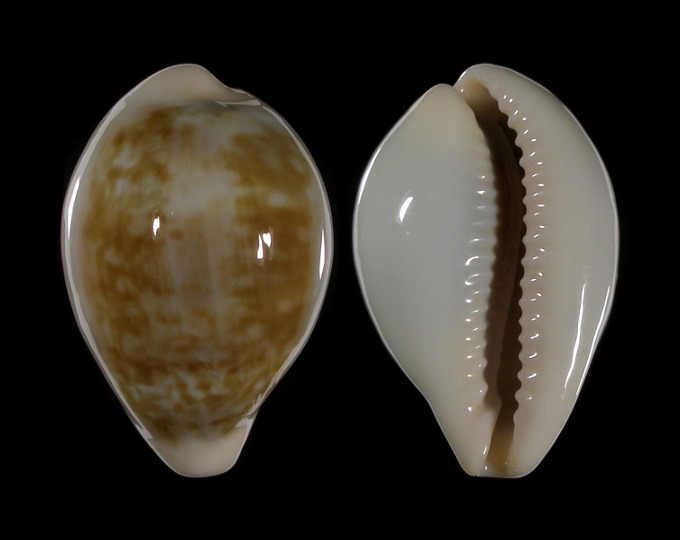 Picture of Zonaria angelicae Picture of Zonaria angelicae