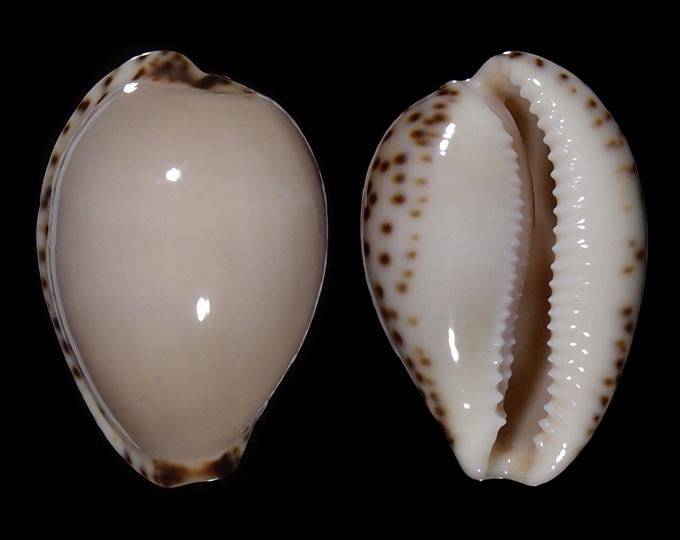 Image of Notocypraea angustata 