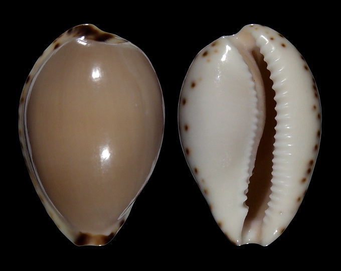 Image of Notocypraea angustata 