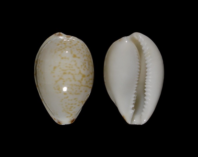Picture of Notocypraea declivis 