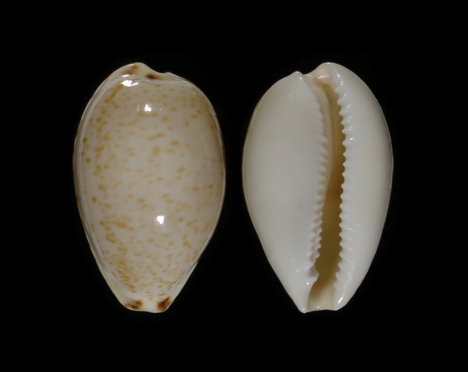 Picture of Notocypraea declivis 