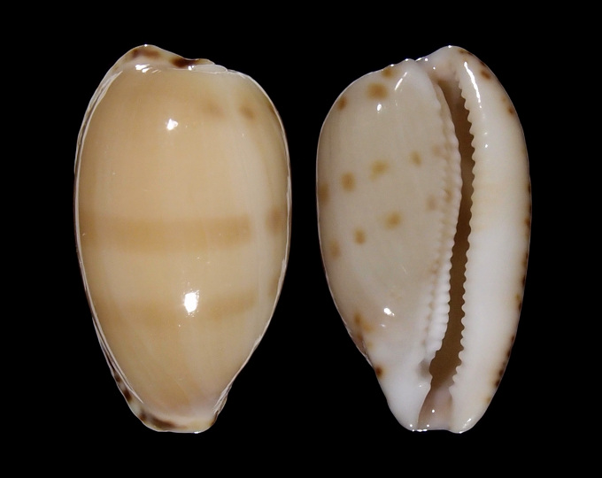 Picture of Notocypraea comptonii comptonii