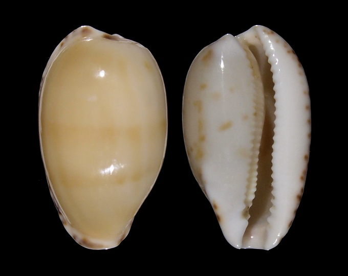 Picture of Notocypraea comptonii comptonii