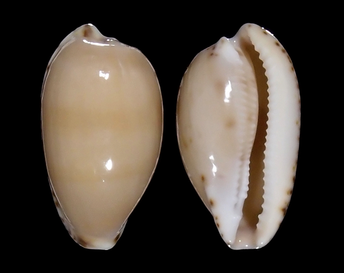 Image of Notocypraea comptonii 